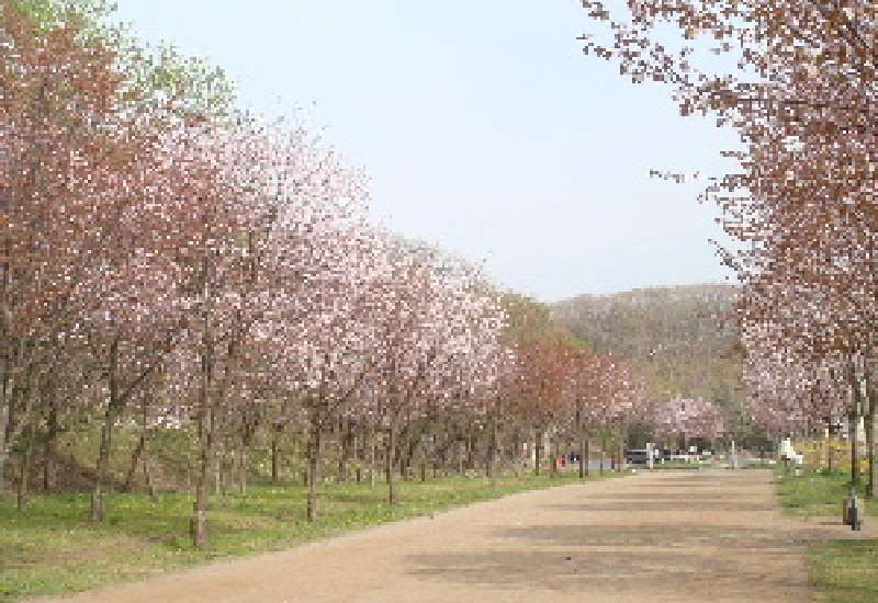 金太郎の池「桜並木」