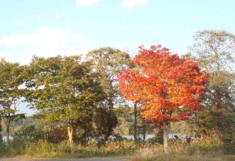 白老町 ポロト湖の紅葉