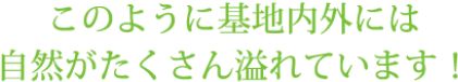 このように基地内外には自然がたくさん溢れています！