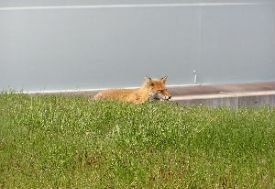 タンク傍で佇むキタキツネ