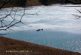 貯水池を泳ぐカモ