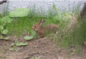 野ウサギ